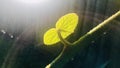 Sunlight shines on green leaf and branches with water droplets , half circle halo.