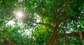 Sunlight shines through green leaves of banyan tree.