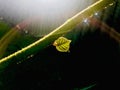 Sunlight shines on leaf and branches with water droplets and half circle halo.