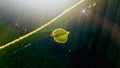 Sunlight shines on leaf and branches with water droplets , half circle halo.