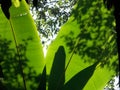 When sunlight shines on leaves in the evergreen forest.