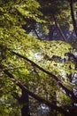 Sunlight shines between the leaves in the forest Royalty Free Stock Photo