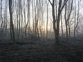 Sunlight shines between tall thin trees lighting a misty woodland floor