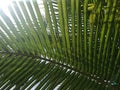 Sunlight shines through unpretty green coconut-palm leaf stalk