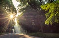 Sunlight shining above Torii gate in Meiji Shrine complex, Meiji Jingu in Tokyo, Japan Royalty Free Stock Photo