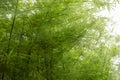 Sunlight shining on the bamboo.