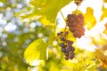 Sunlight shining through blue bunches of grapes in a vineyard in a village. Grape harvest