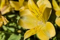 Sunlight illuminating a Yellow Day Lily on a Background of Daylilies in the sun Royalty Free Stock Photo