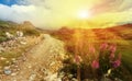 Sunlight shining on a dirt road lined with colorful wildflowers in Colorado landscape