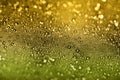Sunlight Shining Through Droplets on a Web Royalty Free Stock Photo
