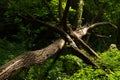 Fallen tree Royalty Free Stock Photo