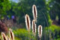 Sunlight shining through the feathery flowerheads