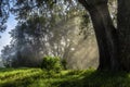 Sunlight shining through the fog in the woods, Mt Eden summit, Auckland Royalty Free Stock Photo