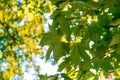 Sunlight shining through green maple leafs.