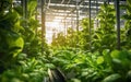 Sunlight Shining Through a Greenhouse. created by generative artificial intelligence Royalty Free Stock Photo
