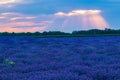 Blooming lavender field sun shining through clouds Royalty Free Stock Photo