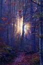 Sunlight shining through mist in a fantasy-like dreamy mystical autumn forest