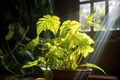 sunlight shining on a plant, depicting the inspiration for artificial photosynthesis