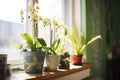 sunlight shining on potted orchids near window Royalty Free Stock Photo