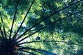 Sunlight shining through punga or ponga tree fern fronds in Keri