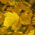 Sunlight shining on radiant yellow leaves in Utah