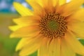 Sunflower Royalty Free Stock Photo