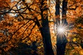 Sunlight shining thru old beech trees in Kurpark in Thumersbach village, located on the shore of the Zell lake.