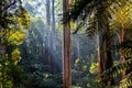 Sunlight shining through tree canopy.