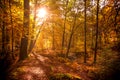 Sunlight shining through the trees in a forest with fallen leaves on a path during Autumn Royalty Free Stock Photo