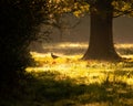 Sunlight shining through trees onto a single pheasant in a meadow Royalty Free Stock Photo