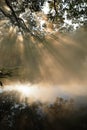 Sunlight is shining on the water through leaves Royalty Free Stock Photo