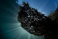 Sunlight Silhouetting Coral in Indonesia