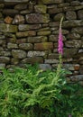 Sunlight on single Foxglove (Digitalis purpurea) against a dry stone wall. Yorkshire Dales, England. Royalty Free Stock Photo