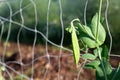 Sunlight on a single pea pod, spring crop, organic farming copy space