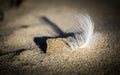Sunlight on a single white feather in the sand Royalty Free Stock Photo