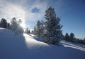 Sunlight in the snowy Siberian forest