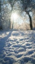Sunlight Through Snowy Winter Forest Landscape Royalty Free Stock Photo