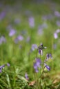 Sunlight on Spanish bluebells (Hyacinthoides hispanica) Bokeh background.