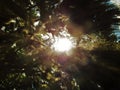 Sunlight through Sphagnum Moss with Light Flare