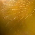 Sunlight on spider web Royalty Free Stock Photo