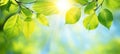 Sunlight Through Spring Leaves, Fresh Green Foliage Background, Nature And Environment Concept Royalty Free Stock Photo
