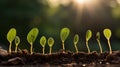 sunlight sprouting seed Royalty Free Stock Photo