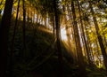 Sunlight Streaming Through Coastal Forest in Limekiln State Park Royalty Free Stock Photo