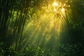 Sunlight streaming through a dense bamboo grove Royalty Free Stock Photo