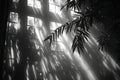 Sunlight streaming through a dense bamboo grove Royalty Free Stock Photo