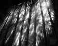 Sunlight streaming through a dense bamboo grove Royalty Free Stock Photo