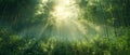 Sunlight streaming through a dense bamboo grove Royalty Free Stock Photo
