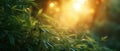 Sunlight streaming through a dense bamboo grove Royalty Free Stock Photo
