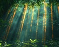 Sunlight streaming through a dense bamboo grove Royalty Free Stock Photo