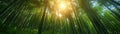 Sunlight streaming through a dense bamboo grove Royalty Free Stock Photo